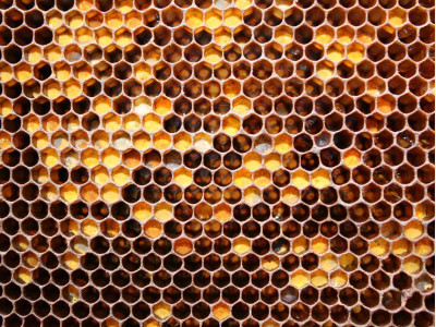 Перга или "пчелиный хлеб"